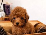 TOY POODLE SEVİMLİ YAVRULAR EV ÜRETİMİ