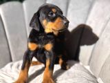 Doberman King Erkek Yavrular