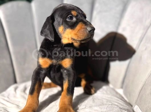 Doberman King Erkek Yavrular görsel