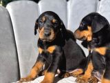 Doberman King Erkek Yavrular