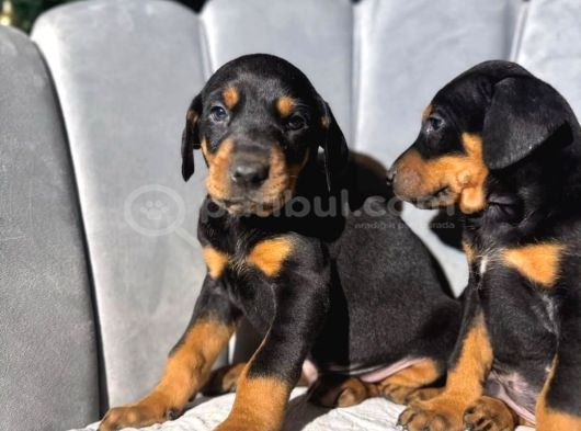 Doberman King Erkek Yavrular görsel