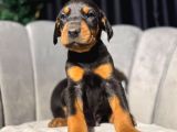 Doberman King Erkek Yavrular