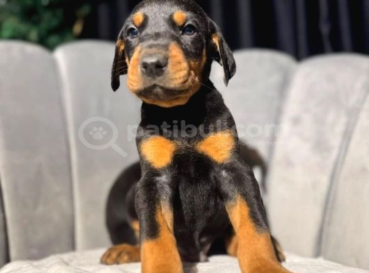 Doberman King Erkek Yavrular görsel