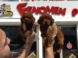 Türki̇ye Ni̇n En Güzel Toy Poodle Yavrulari Ankara Mağazamizda