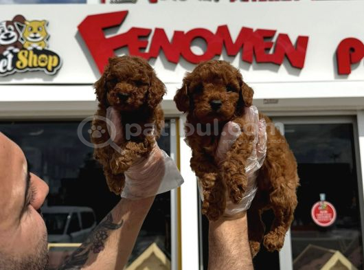 Türki̇ye Ni̇n En Güzel Toy Poodle Yavrulari Ankara Mağazamizda görsel