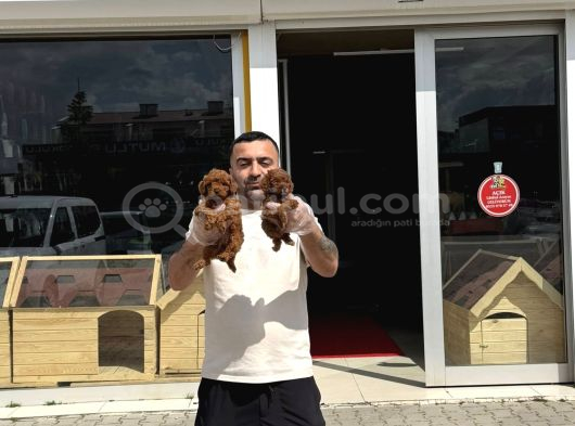 Türki̇ye Ni̇n En Güzel Toy Poodle Yavrulari Ankara Mağazamizda görsel