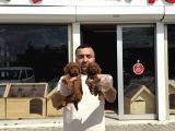 Türki̇ye Ni̇n En Güzel Toy Poodle Yavrulari Ankara Mağazamizda