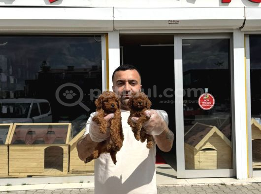 Türki̇ye Ni̇n En Güzel Toy Poodle Yavrulari Ankara Mağazamizda görsel