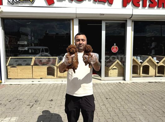 Türki̇ye Ni̇n En Güzel Toy Poodle Yavrulari Ankara Mağazamizda görsel