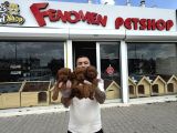 Türki̇ye Ni̇n En Güzel Toy Poodle Yavrulari Ankara Mağazamizda
