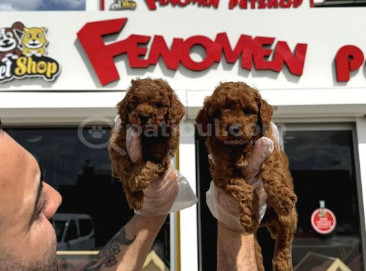 Türki̇ye Ni̇n En Güzel Toy Poodle Yavrulari Ankara Mağazamizda