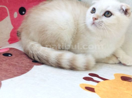 Scottish Fold Krem Gold