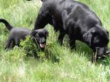 Labrador Retriever Yavrulari Istanbul