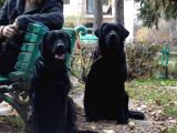 Labrador Retriever Yavrulari Istanbul
