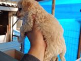 Irk Ve Sağlık Garantili Erkek Yavrumuz