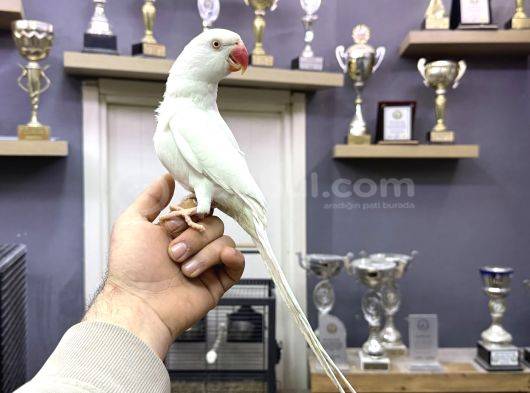 Evci̇l Eği̇ti̇mli̇ Beyaz Mutasyon Paki̇stan Papağani