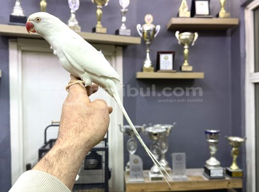 Evci̇l Eği̇ti̇mli̇ Beyaz Mutasyon Paki̇stan Papağani görsel