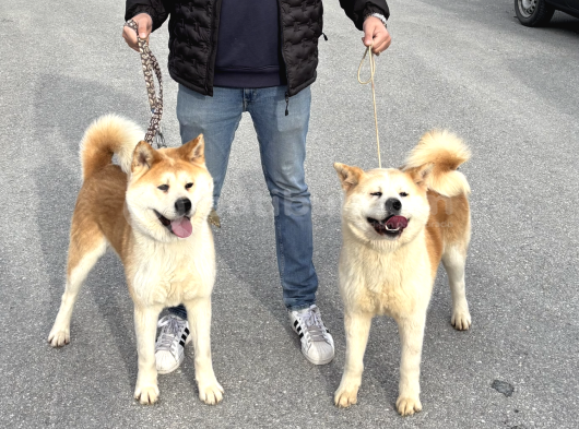 Safkan Akita Yavrular görsel