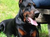 Safkan Eğitimli Doberman Yavrular