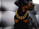 Safkan eğitimli Doberman yavrular