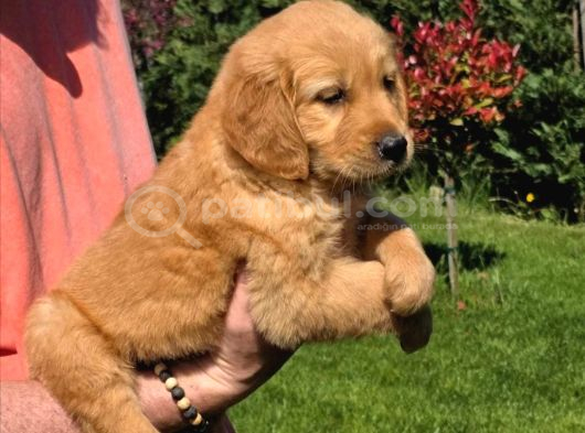 Baby Face Golden Yavrularimiz görsel