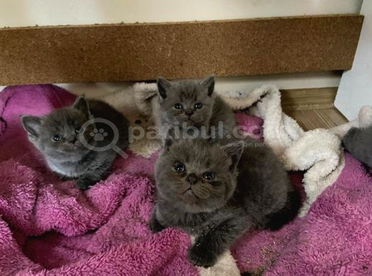 Son 2 Yavrumuza Güzel Aile Arıyoruz
