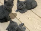 Son 2 Yavrumuza Güzel Aile Arıyoruz