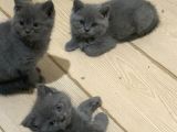Son 2 Yavrumuza Güzel Aile Arıyoruz