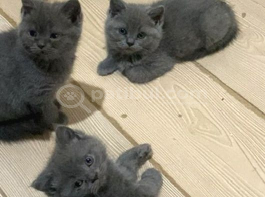 Son 2 Yavrumuza Güzel Aile Arıyoruz görsel