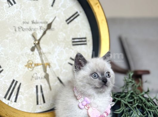 Safkan British Shorthair Bluepoint Yavrular görsel