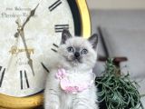 Safkan British Shorthair Bluepoint Yavrular