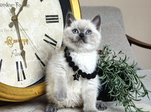 Safkan British Shorthair Bluepoint Yavrular görsel