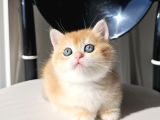 GOLDEN BRITISH SHORTHAIR