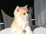 Safkan Golden British Shorthair