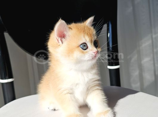 Safkan Golden British Shorthair görsel