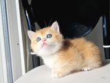 Golden British Shorthair