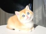 Golden British Shorthair