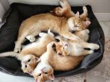 Safkan Golden British Shorthair