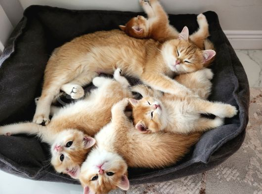 Safkan Golden British Shorthair görsel