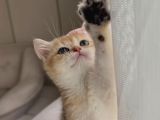 Golden British Shorthair Ny11 Full Şecereli̇