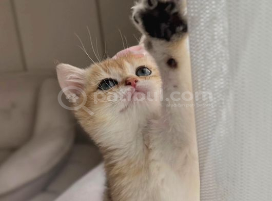 Golden British Shorthair Ny11 Full Şecereli̇ görsel