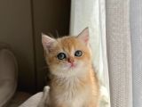 Golden British Shorthair Ny11 Full Şecereli̇