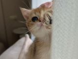 Golden British Shorthair Ny11 Full Şecereli̇