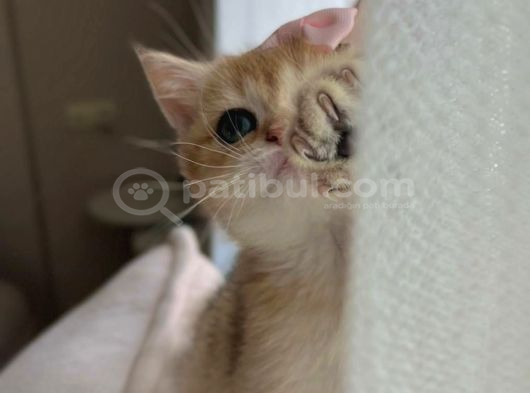 Golden British Shorthair Ny11 Full Şecereli̇ görsel