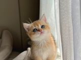Golden British Shorthair Ny11 Full Şecereli̇