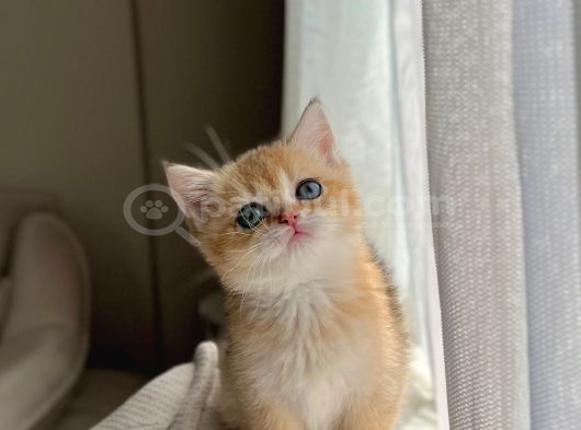Golden British Shorthair Ny11 Full Şecereli̇ görsel