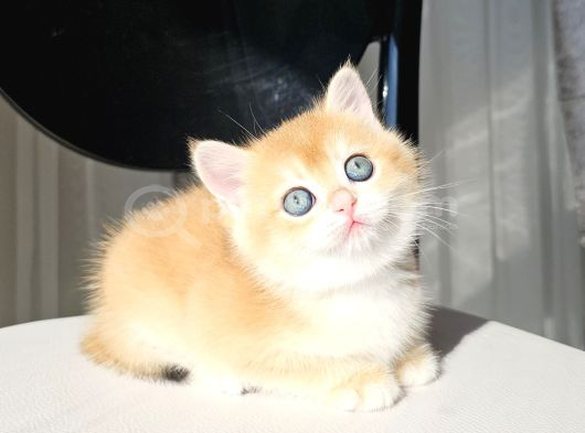 Safkan Golden British Shorthair görsel