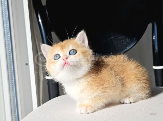 Safkan Golden British Shorthair görsel