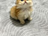 Golden Bri̇ti̇sh Longhai̇r