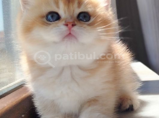 Bear Face Özel Ti̇p Golden Yavrularimiz görsel